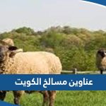 عناوين وارقام مسالخ الكويت 2023